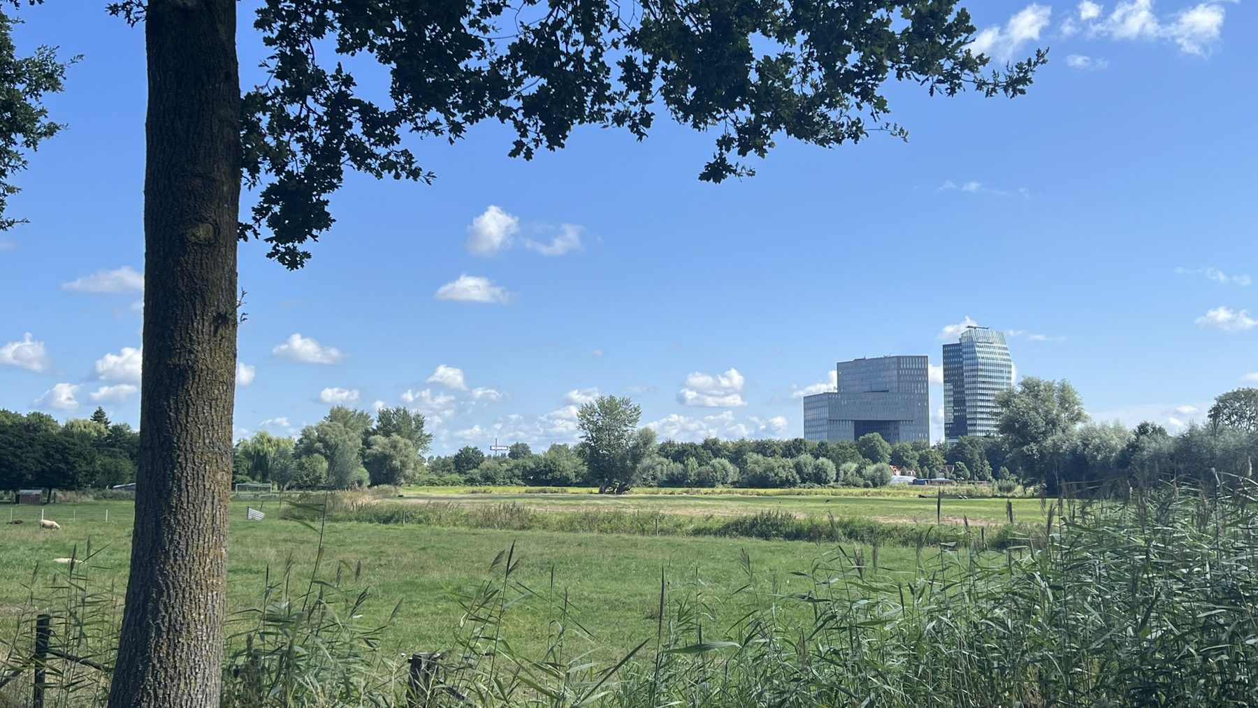 Weiland met houtwal en bebouwing op de achtergrond